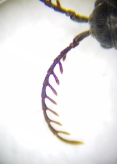 Microrhagus pygmaeus