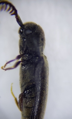 Microrhagus pygmaeus