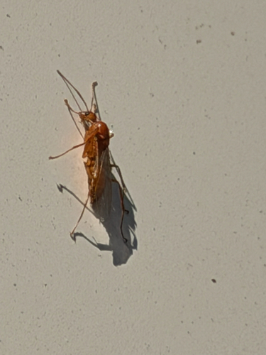Chestnut Carpenter Ant