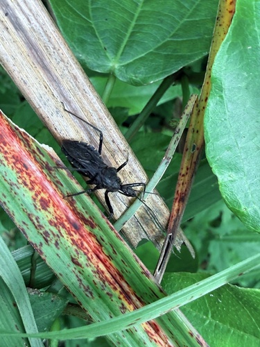 Rhynocoris incertis