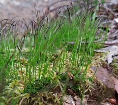 Anthoceros