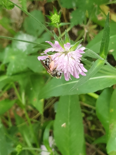 Large Scabious Mining Bee