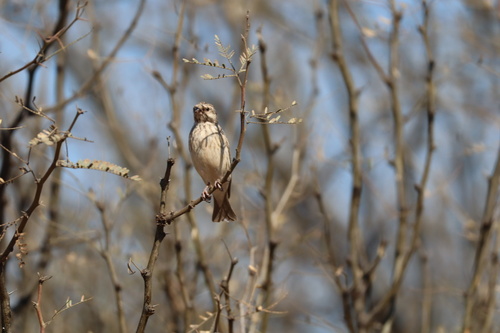Black-throated Canary (Crithagra atrogularis), photo 6