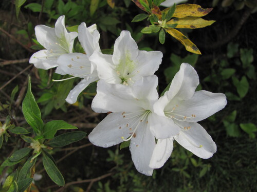 Rhododendron ×mucronatum iNat (1)
