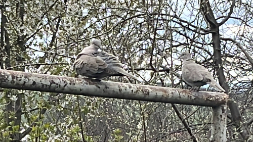 Eurasian Collared-Dove