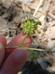 Medicago truncatula