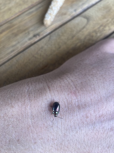 Rosemary Beetle