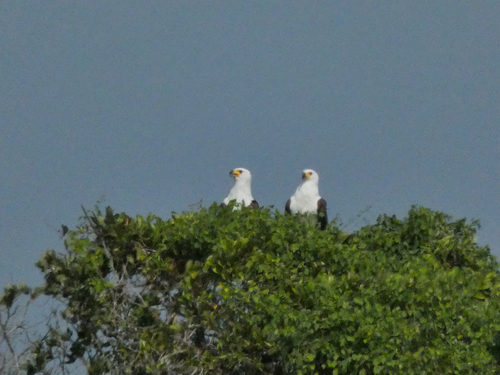iNaturalist image