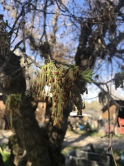 Acer negundo interius
