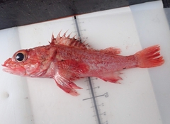 Sebastolobus alascanus