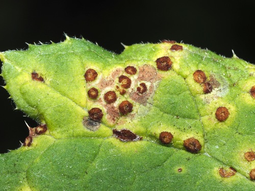 Puccinia echinopsis observed 2026-05-29