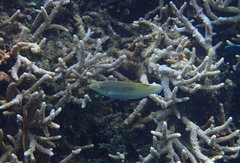 Halichoeres chloropterus