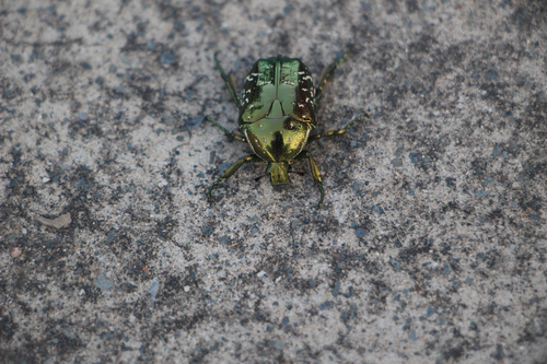 Oriental Flower Beetle