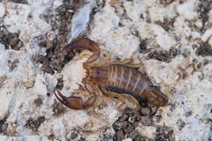 Euscorpius garganicus