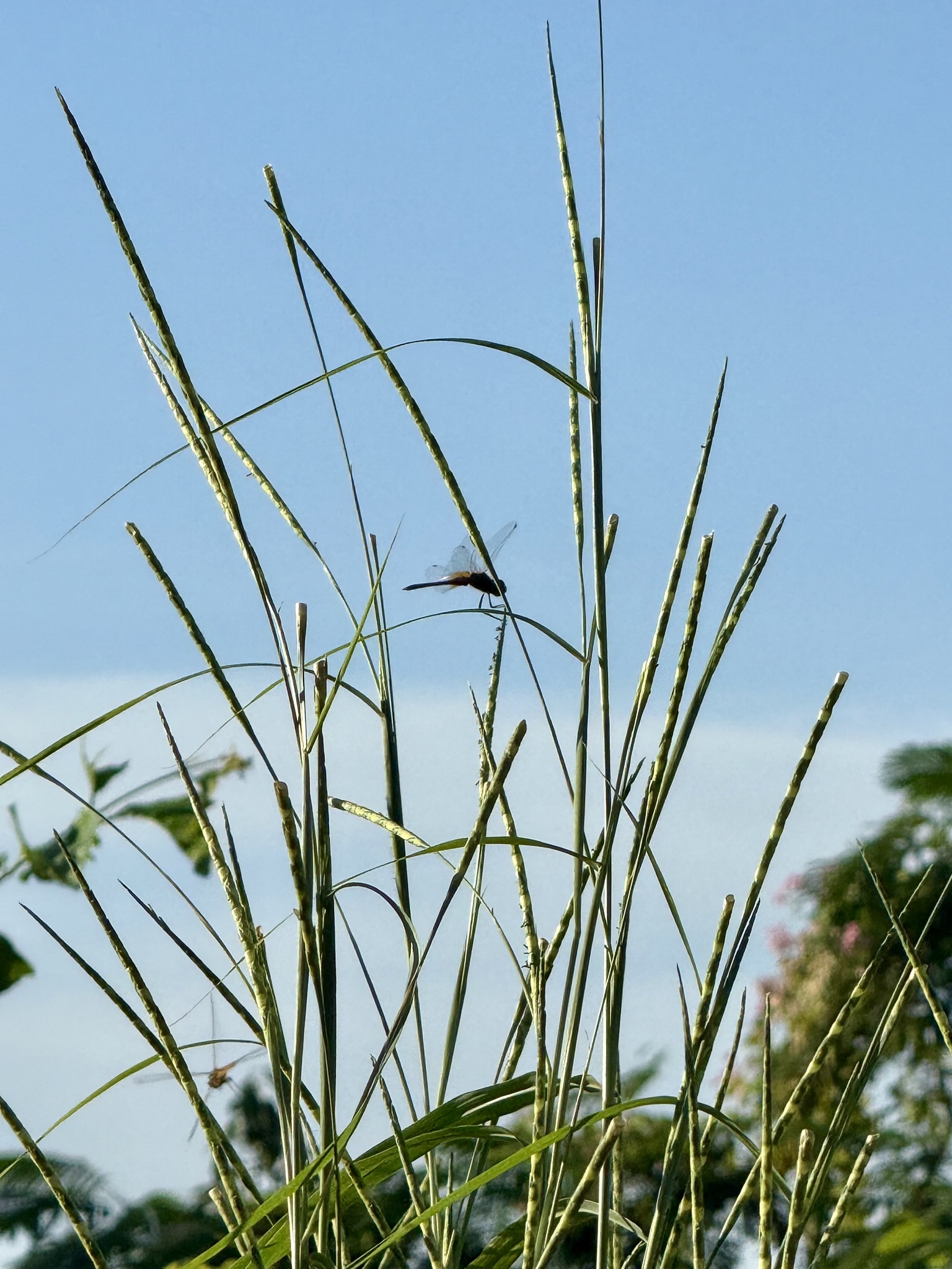 Imagem de Rottboellia cochinchinensis