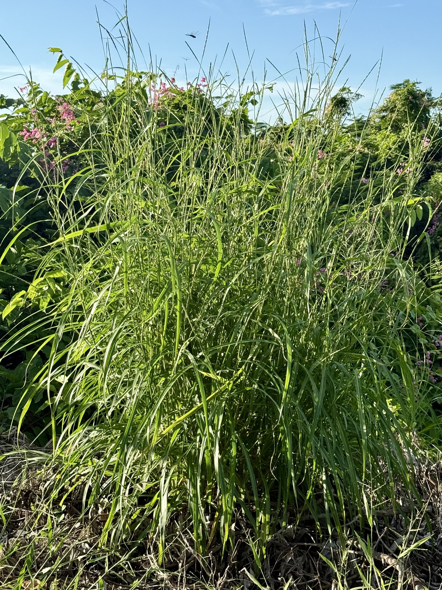Imagem de Rottboellia cochinchinensis