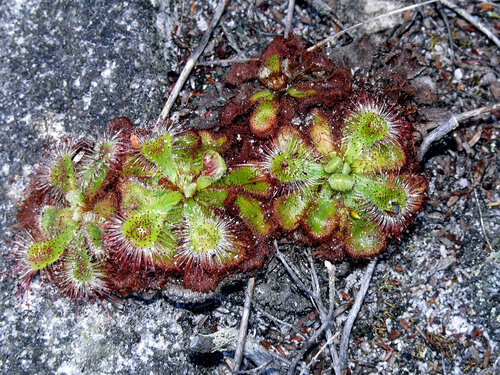 Drosera xerophila A.Fleischm. 3