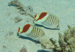 Chaetodon paucifasciatus
