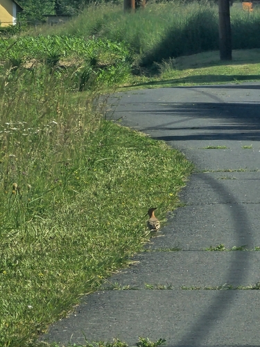 Common Hoopoe