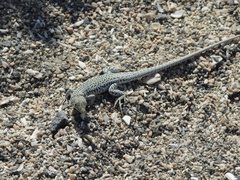 Meroles suborbitalis