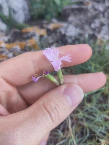 Clove pink