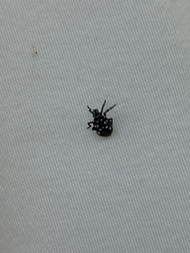 Spotted Lanternfly