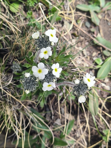 Androsace mariae