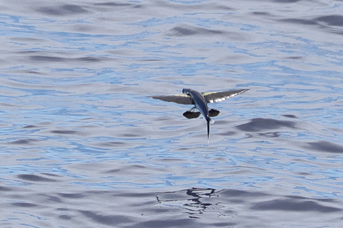 Backspot flyingfish (Cheilopogon dorsomacula) — Exocoetidae — 5