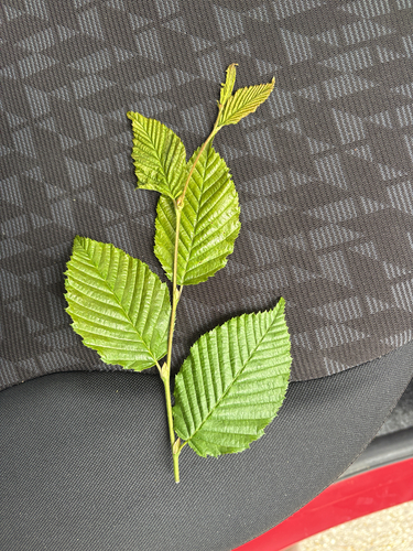 European Hornbeam