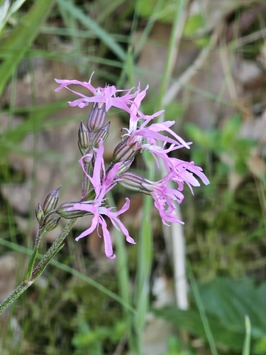 ragged-robin