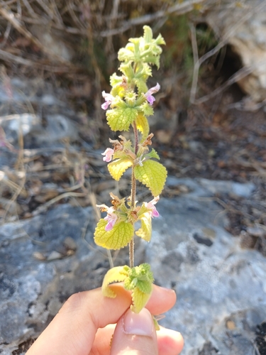 Ballota saxatilis (Ballota saxatilis)