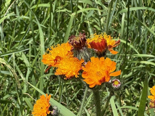 orange hawkweed