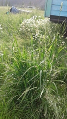 Beckmannia eruciformis