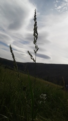 Beckmannia eruciformis