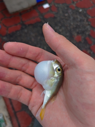 Blowfish (Lagocephalus lunaris) — Tetraodontidae — 5