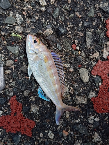 Nemipterus peronii observed 2026-05-30