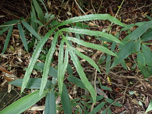 Woodwardia harlandii iNat (2)