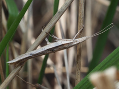 Ypsolopha mucronella