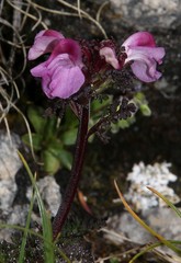 Pedicularis rostratocapitata