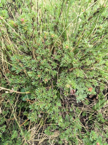 shrubby cinquefoil