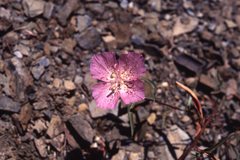 Clarkia bottae