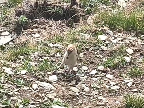 Ground Tit