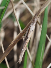 Ypsolopha mucronella