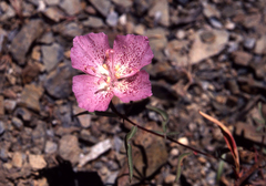 Clarkia bottae