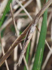 Ypsolopha mucronella