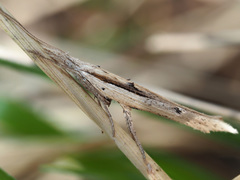 Ypsolopha mucronella