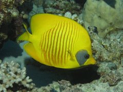 Chaetodon semilarvatus