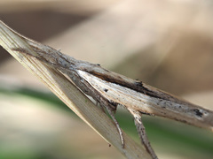 Ypsolopha mucronella