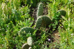 Opuntia oricola