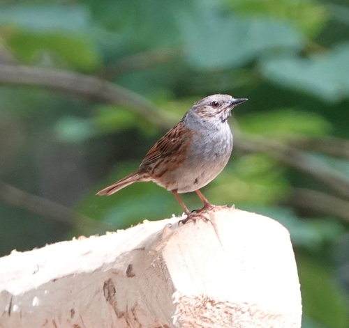 Dunnock